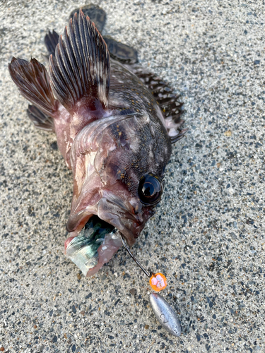 ソイの釣果