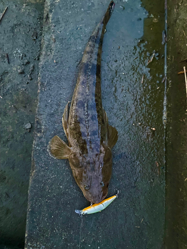 マゴチの釣果