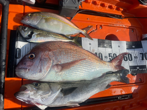 タイの釣果