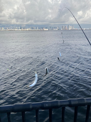 カタクチイワシの釣果