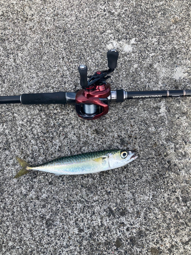 サバの釣果