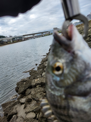 チヌの釣果