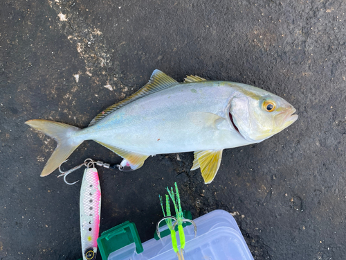 ショゴの釣果