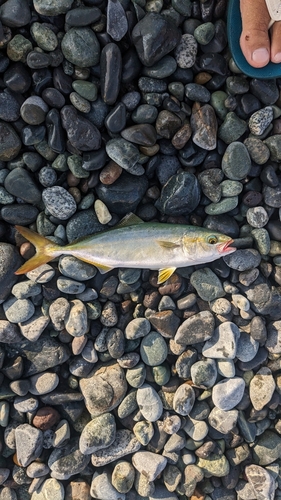 ワカシの釣果