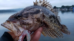 タケノコメバルの釣果