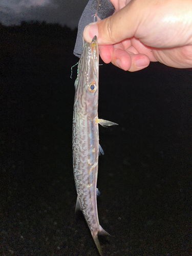 カマスの釣果