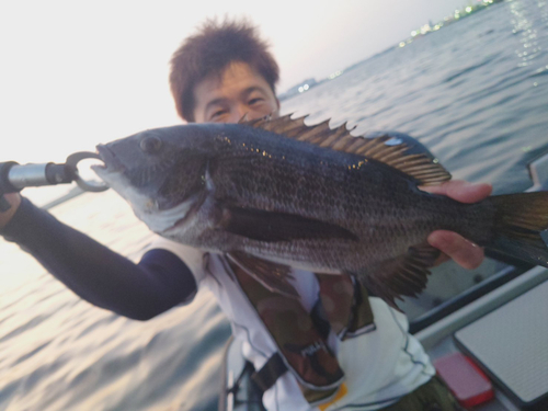 チヌの釣果