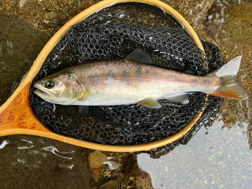 ヤマメの釣果