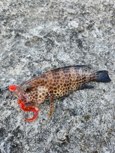 オオモンハタの釣果