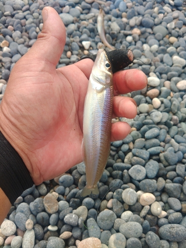 キスの釣果