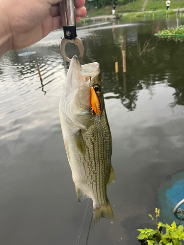 ストライパーの釣果