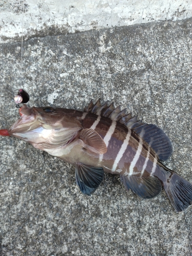 マハタの釣果