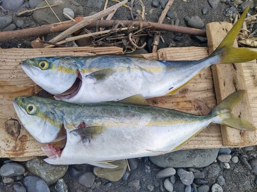 ワカシの釣果