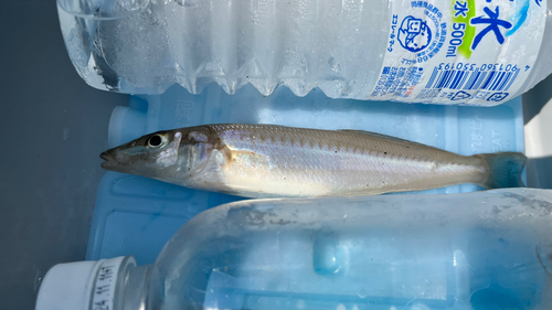 シロギスの釣果