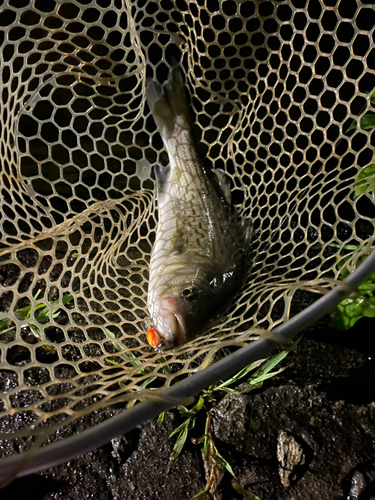 ストライパーの釣果