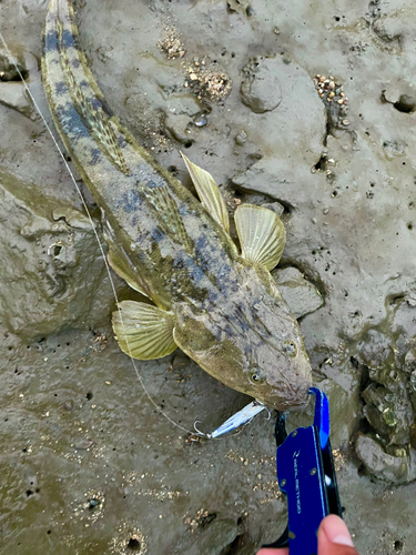 マゴチの釣果