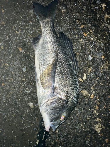 チヌの釣果