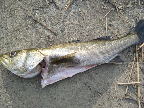 スズキの釣果