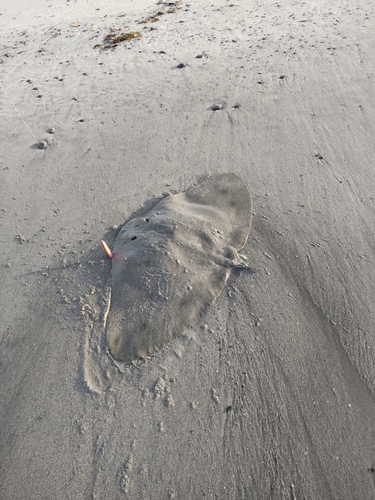 ツバクロエイの釣果