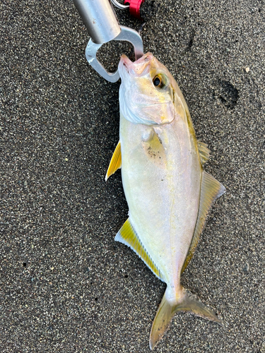 ショゴの釣果