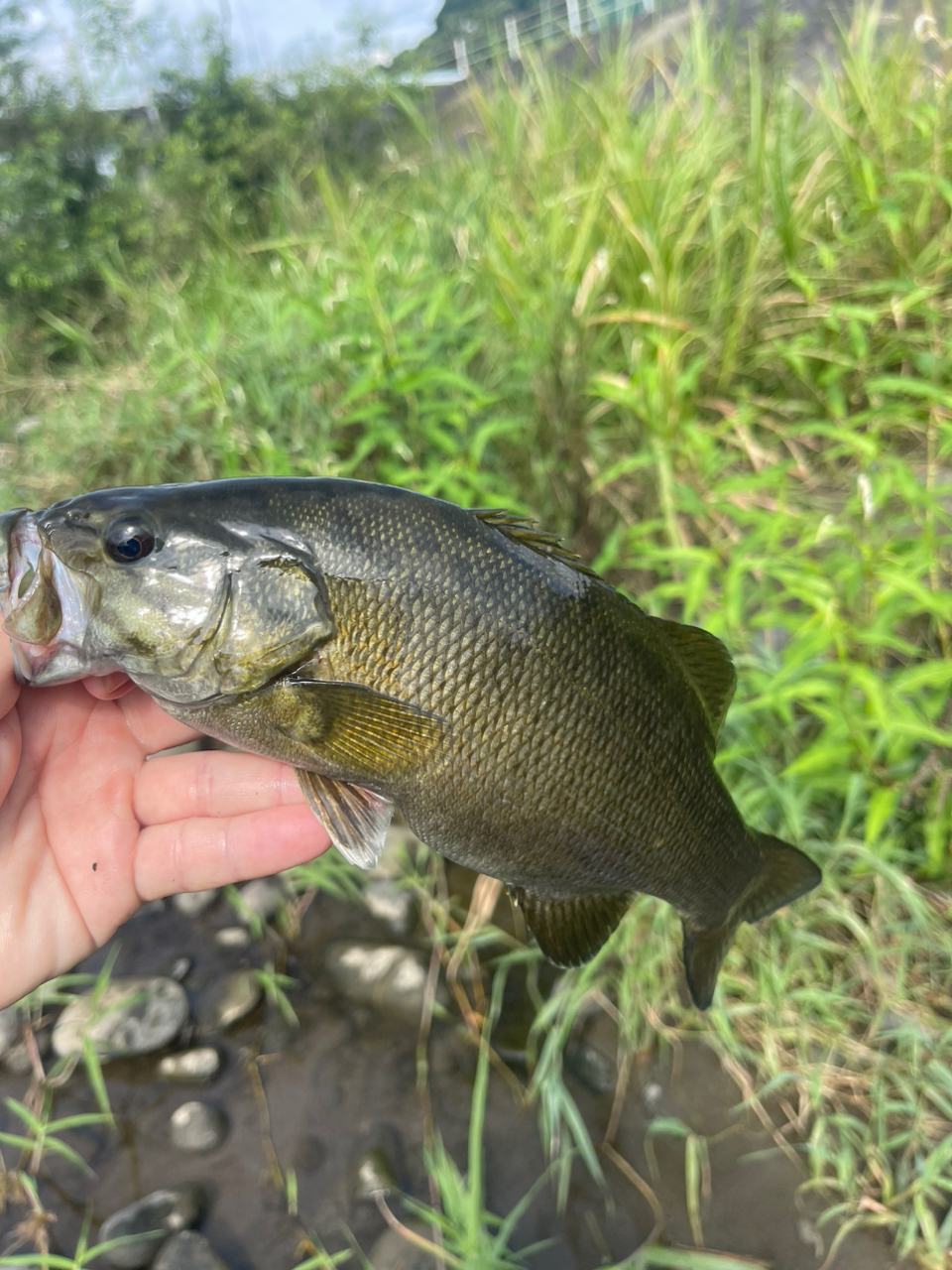 スモールマウスバス