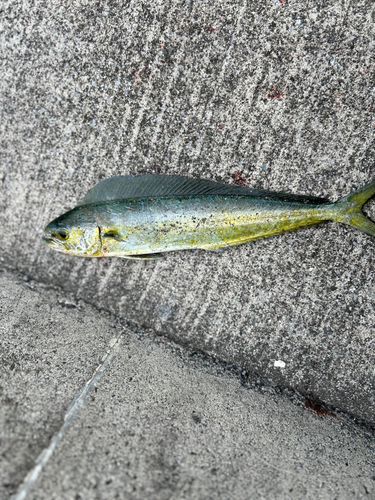 シイラの釣果