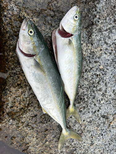 ワカシの釣果