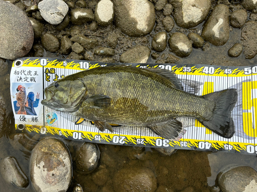 スモールマウスバスの釣果