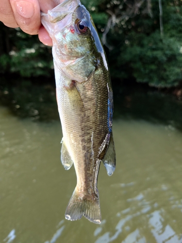 ラージマウスバスの釣果