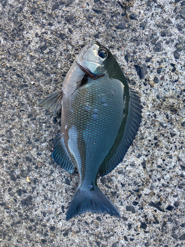 クロメジナの釣果