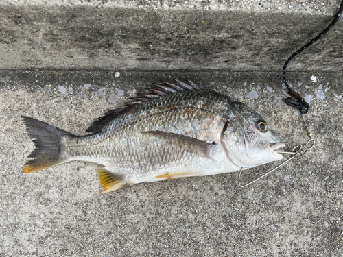 チヌの釣果