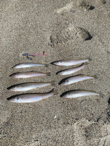 キスの釣果