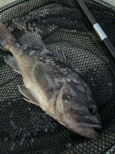 ソイの釣果