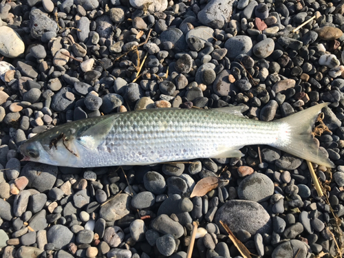 ボラの釣果