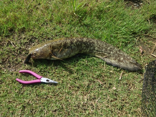 ナマズの釣果