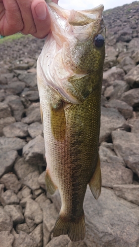 ラージマウスバスの釣果