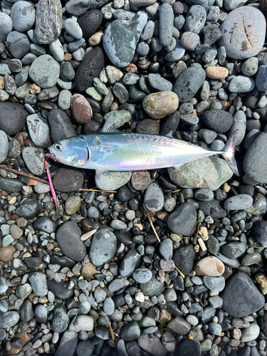 ソウダガツオの釣果