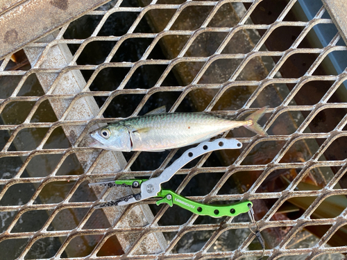 サバの釣果