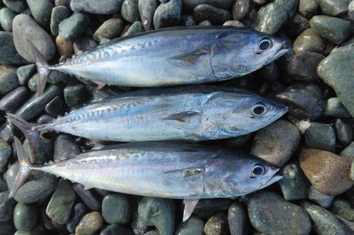 マルソウダの釣果