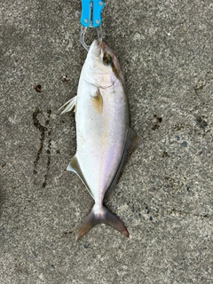 ショゴの釣果