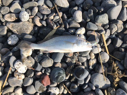 イシモチの釣果