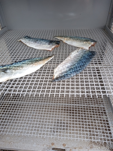 サバの釣果