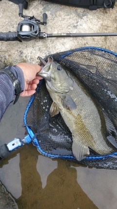 スモールマウスバスの釣果