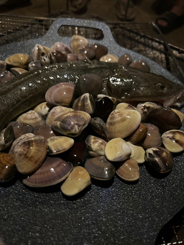 マゴチの釣果