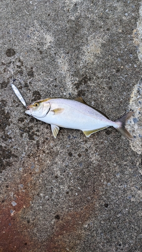 ショゴの釣果