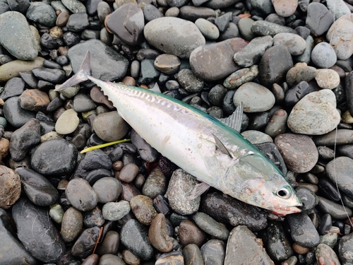 マルソウダの釣果