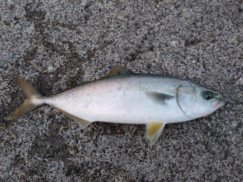 ワカシの釣果