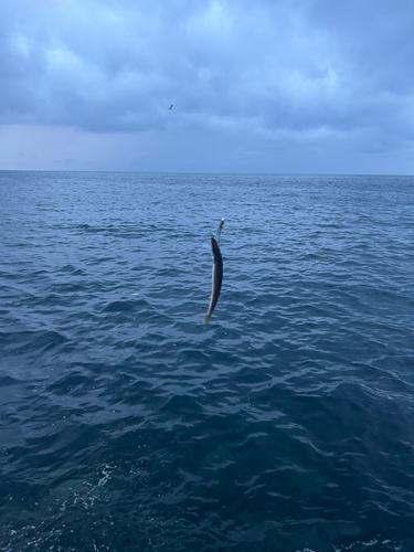 アカカマスの釣果