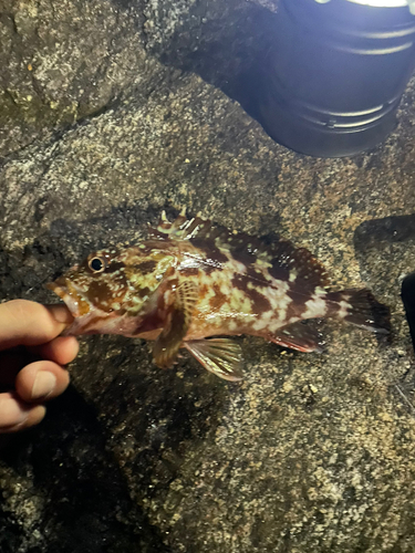 カサゴの釣果