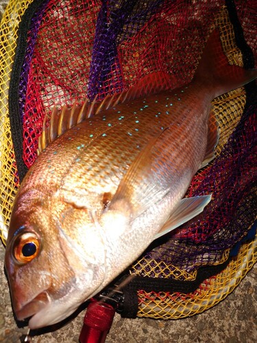 マダイの釣果